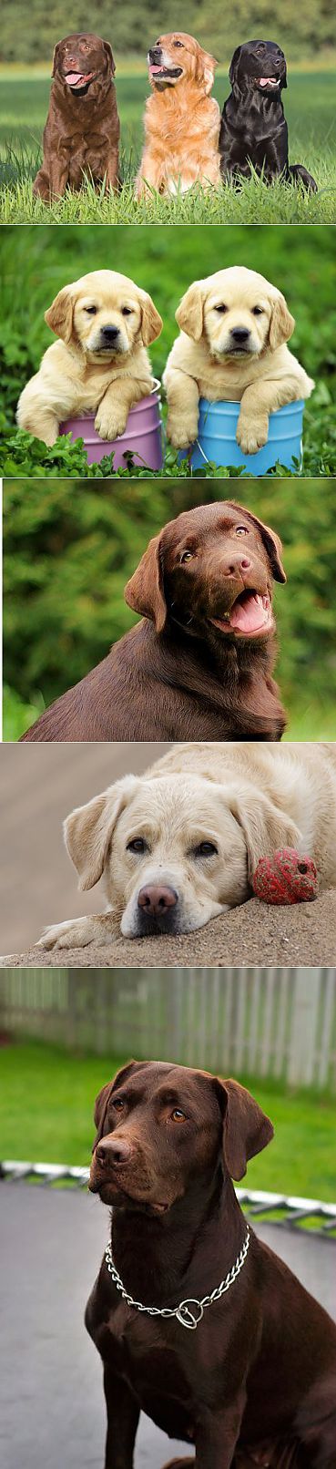 Лабрадор ретривер - описание породы, фото, правильный уход, выбор клички для собаки | Animal.ru