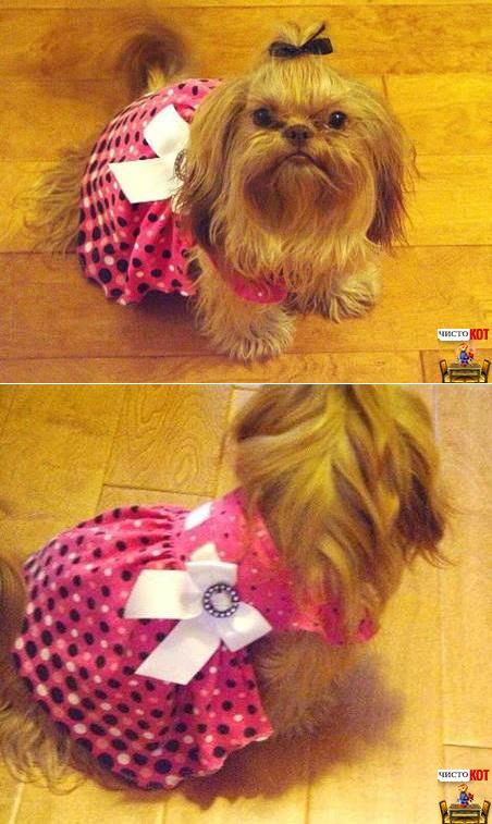 Гламурная одежда для собак – Розовое платьице - Чисто КОТ